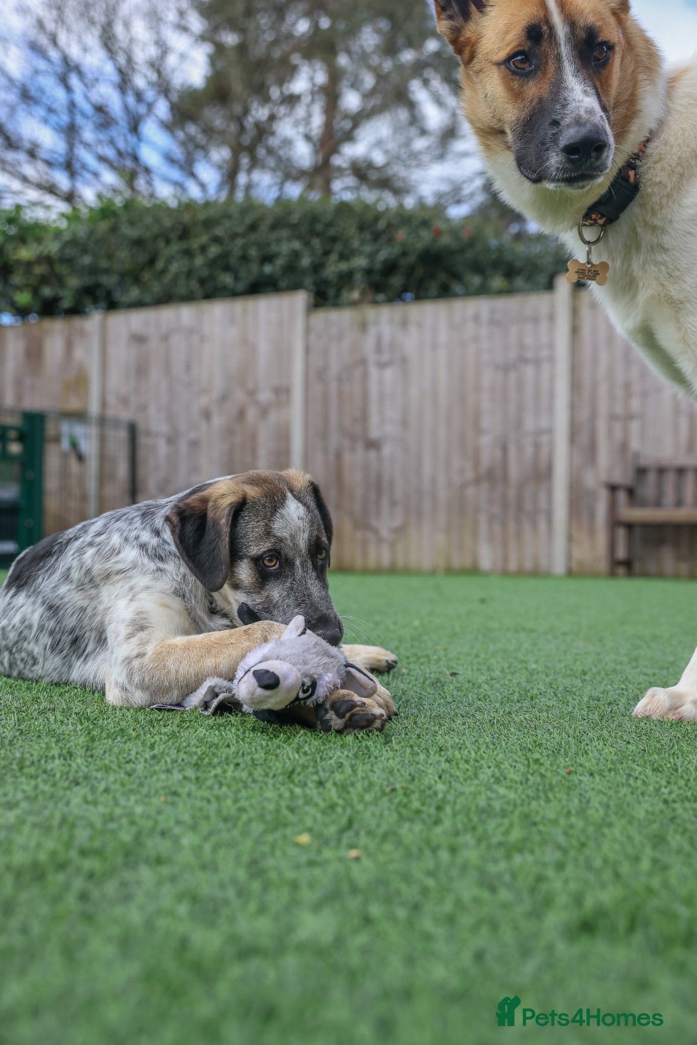 Easygoing Electra - Colourful Lab type photo 21