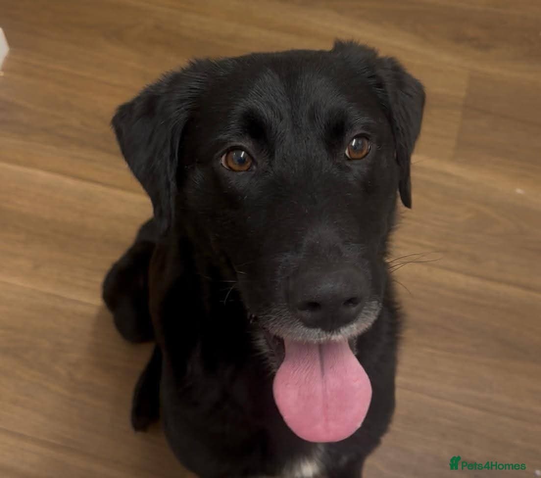 Meet Cosmo, currently residing in Yorkshire photo 8