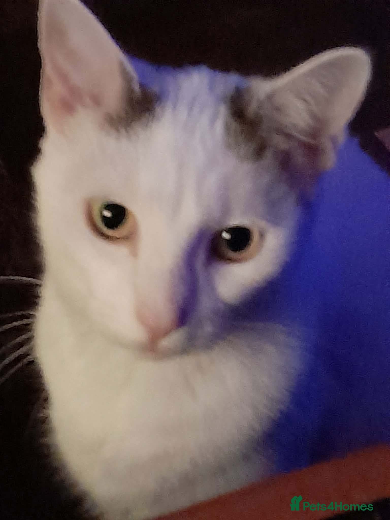 Beautiful Keanu and snow photo 6