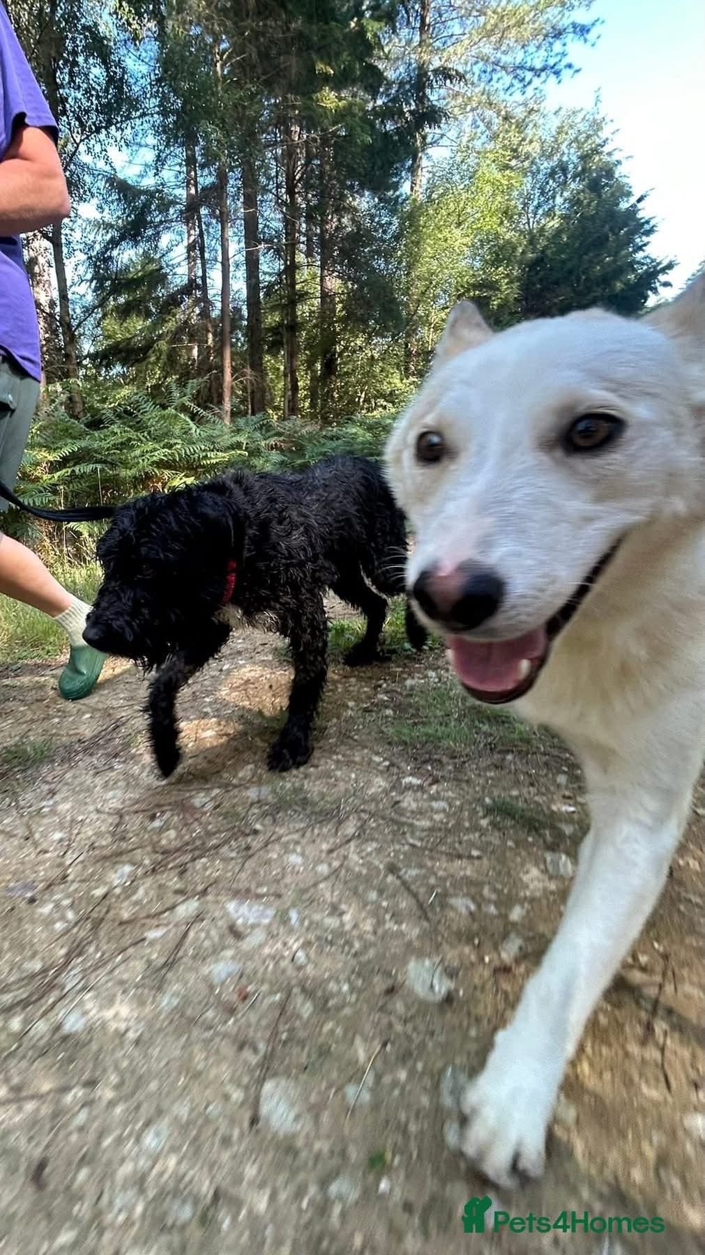 Song - Norwich Norfolk photo 25