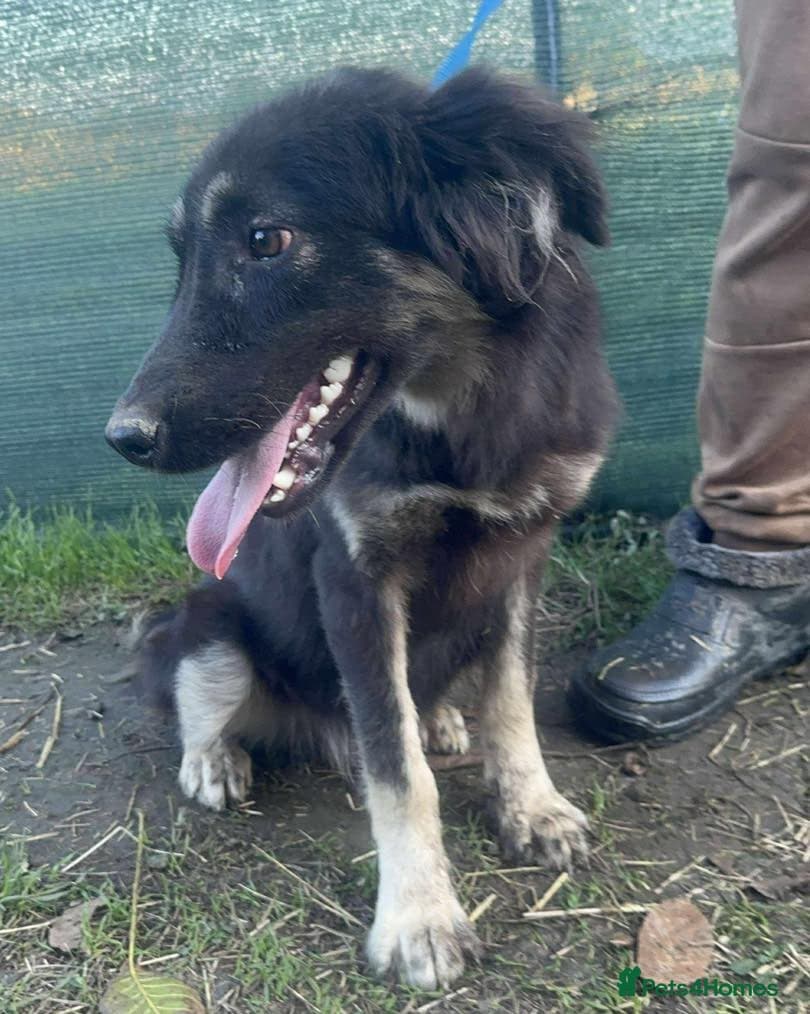 Optimistic Orsin — Mixed Breed