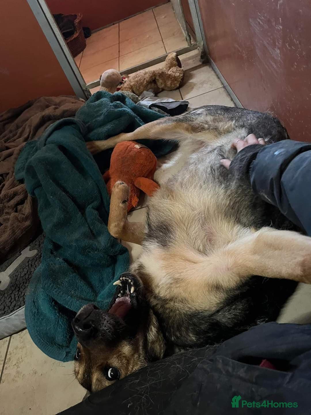 Meet Kobi, currently residing in Cheshire photo 11