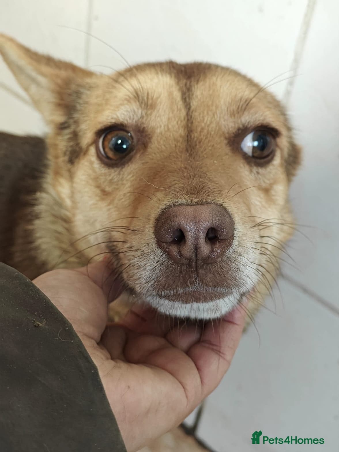 ๏ธ๐ถ rudya photo 17