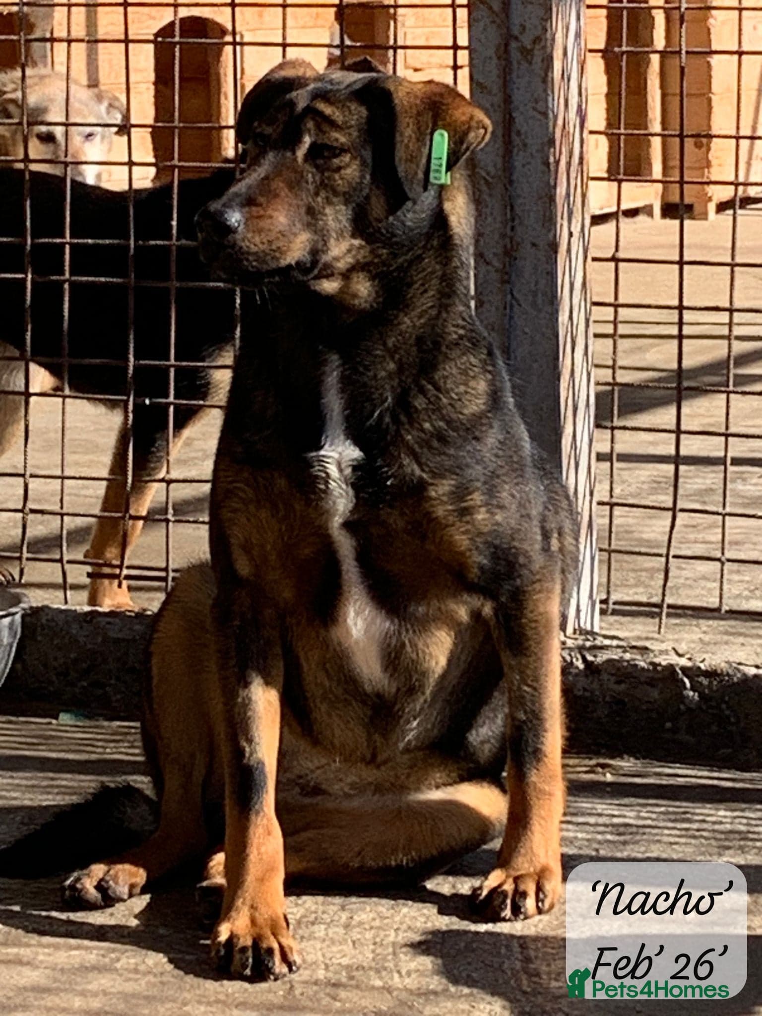 Nacho, 10-12 months old. photo 5