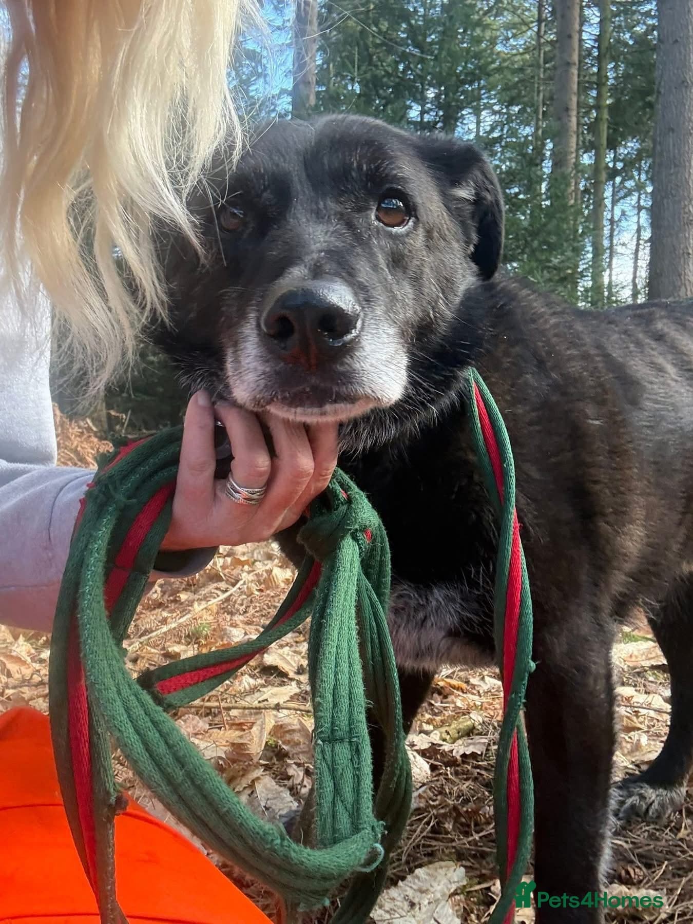 Aramis - Norwich Norfolk photo 7