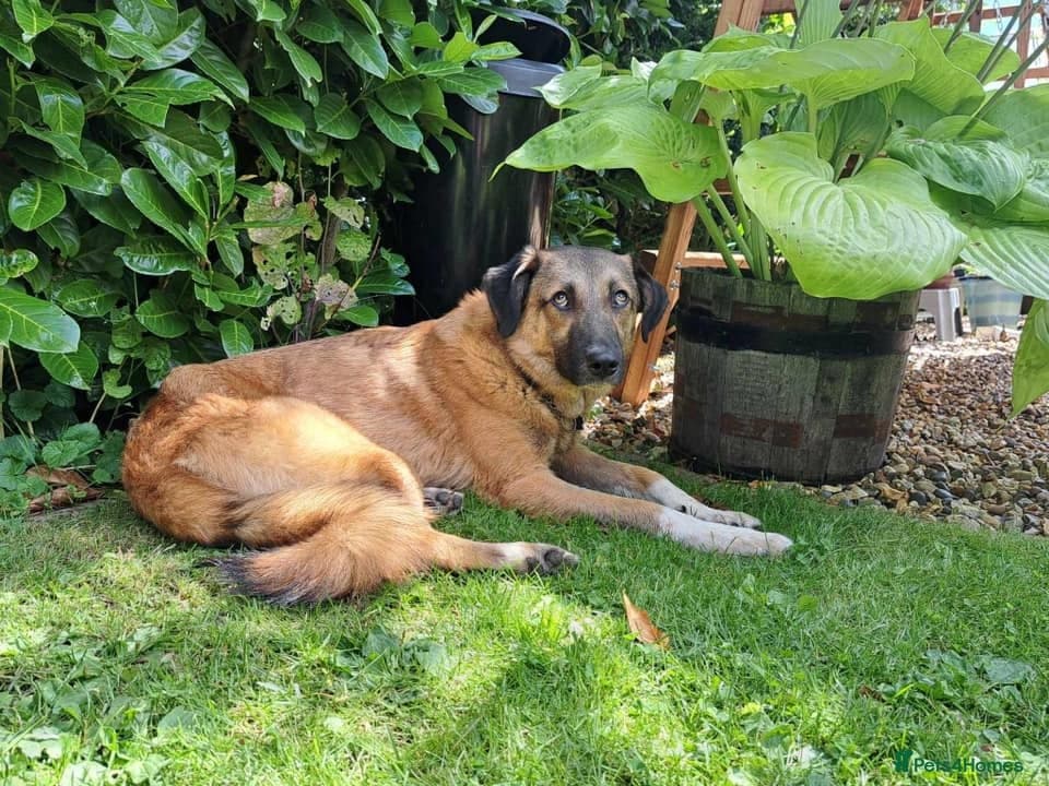 Levi - Norwich Norfolk photo 13