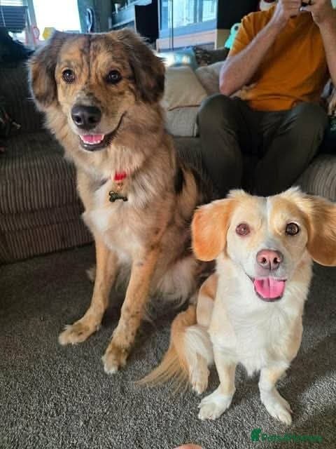 Meet Merlin,currently residing in Gloucestershire β Mixed Breed