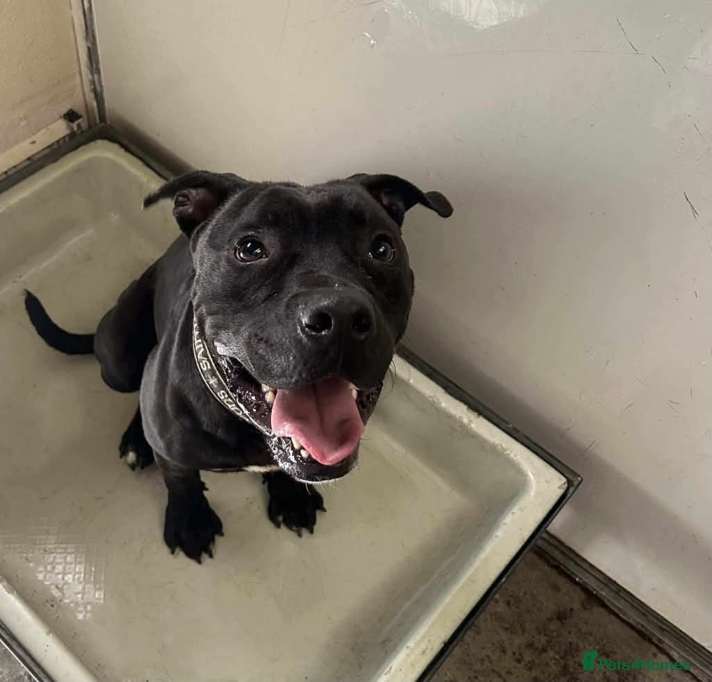 Meet Gomez, currently residing in Ormskirk photo 2