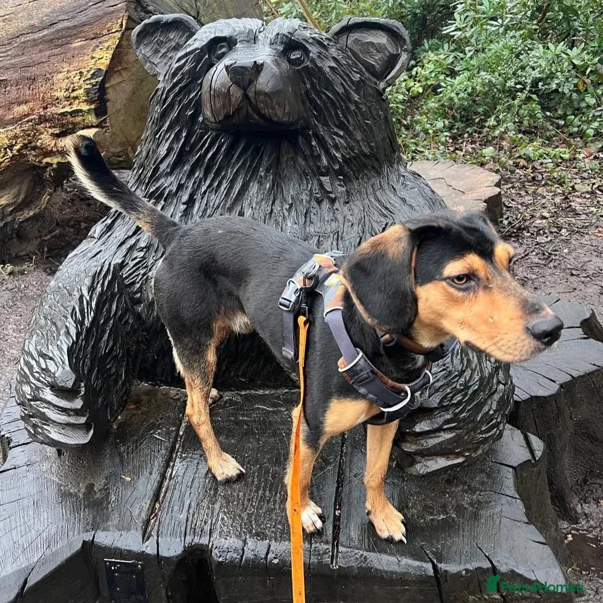 Ivan (Greek Harehound) photo 23