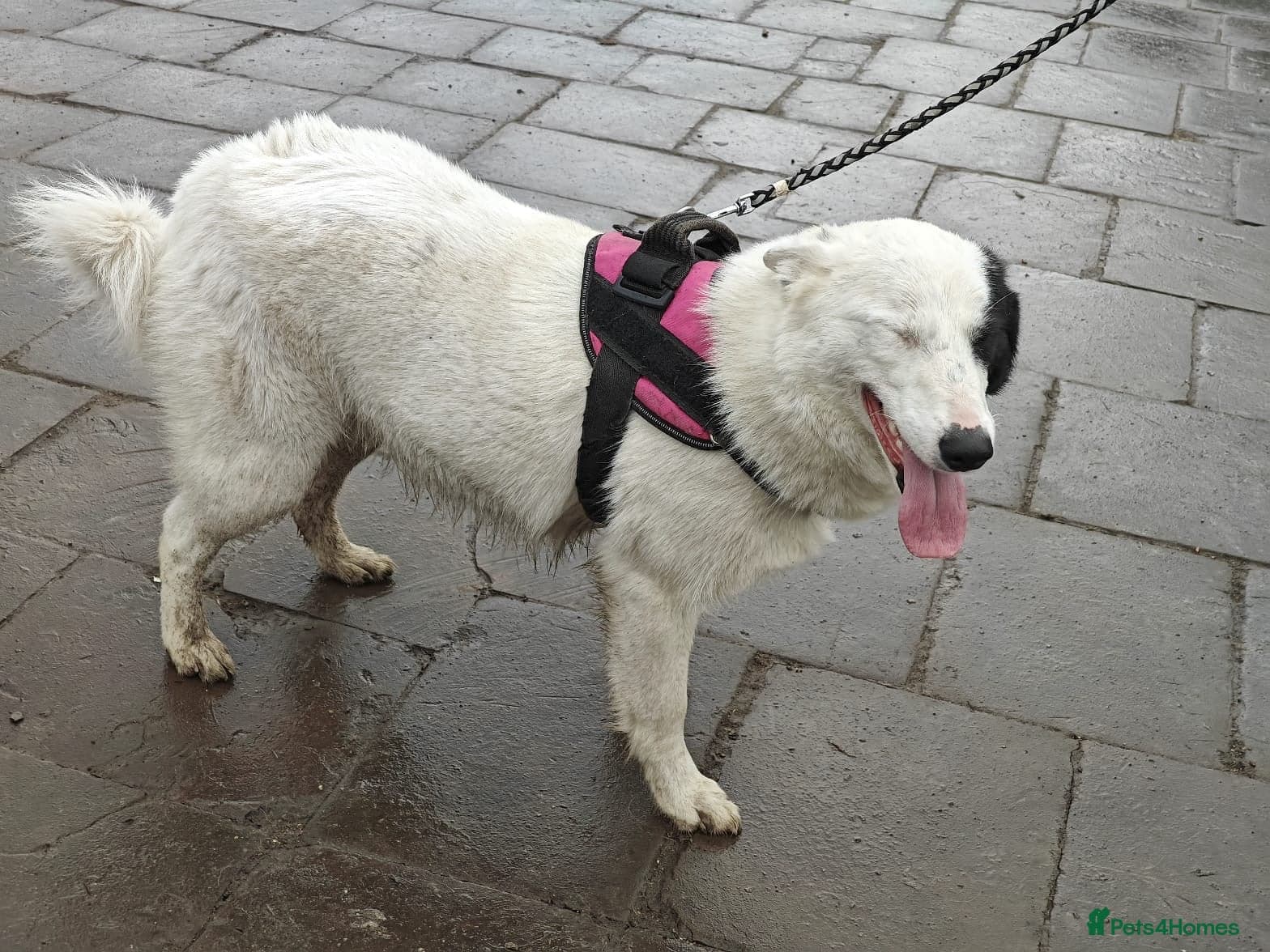 οΈπΆ suzy photo 11