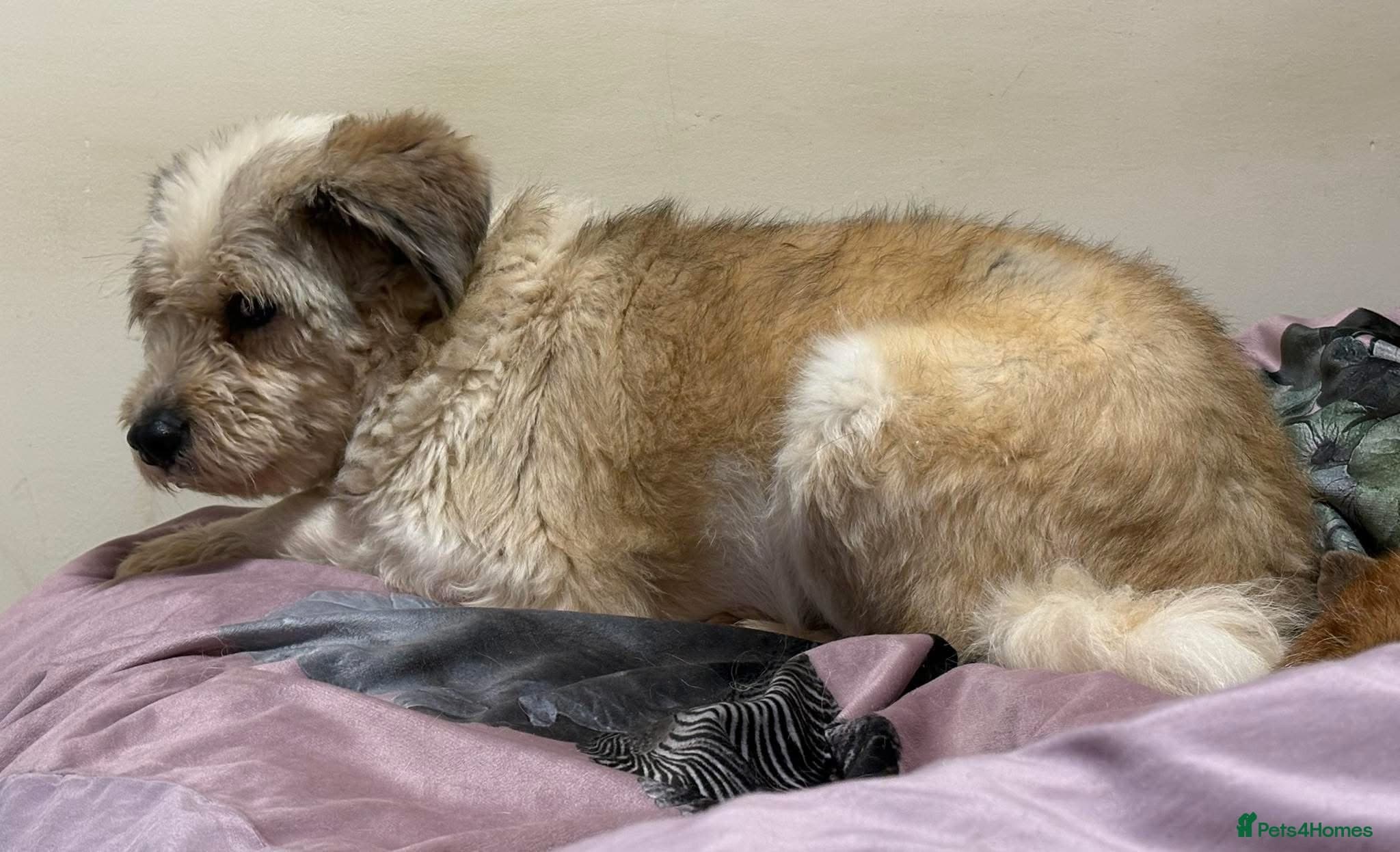 Kim - Norwich Norfolk β Mixed Breed