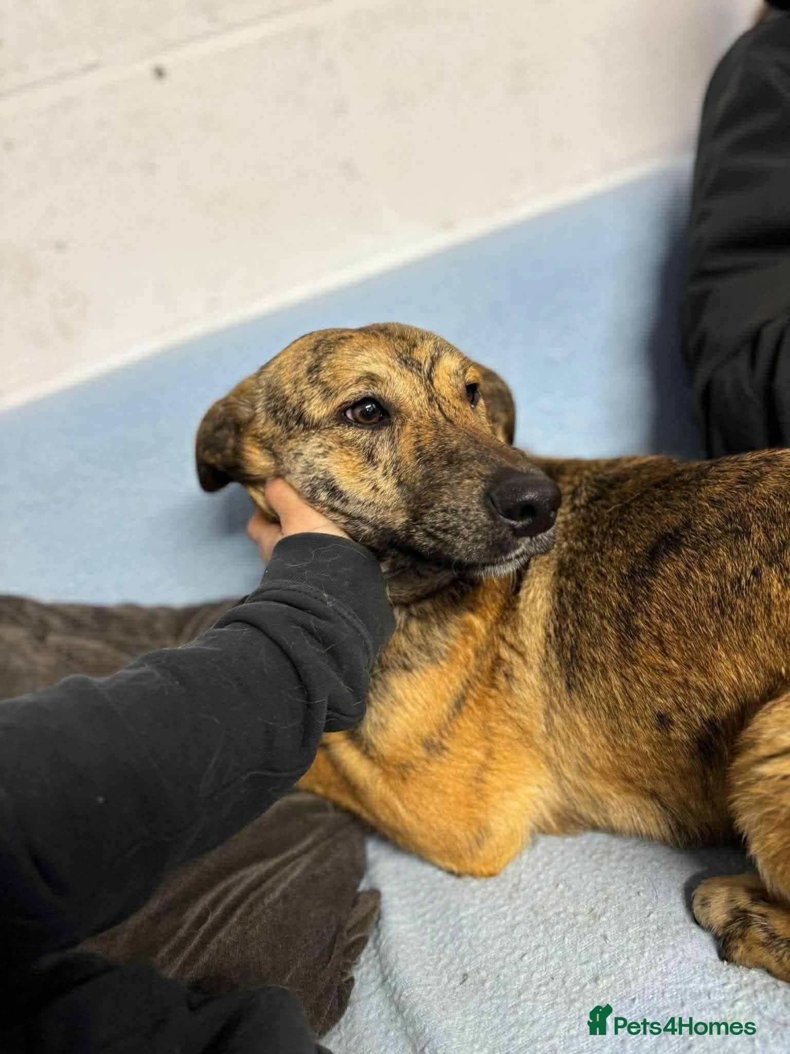 Meet Finn, currently residing in Cheshire photo 6