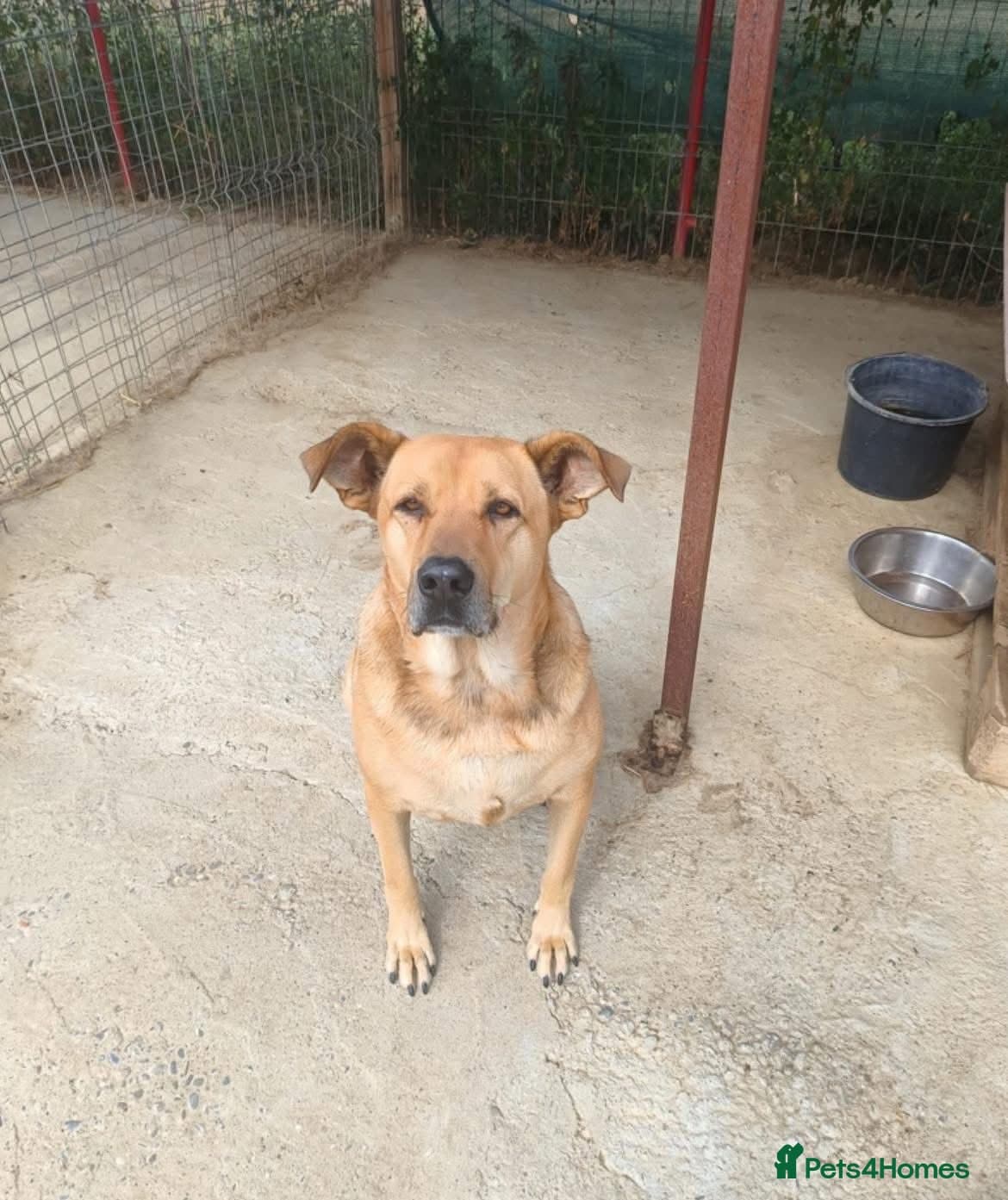 Thor - Dereham Norfolk photo 10