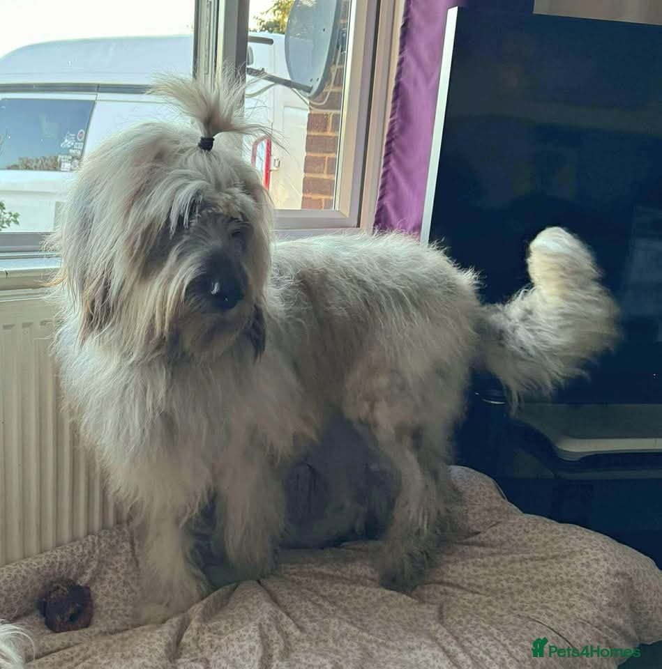 Oscar - our bear boyπ photo 4