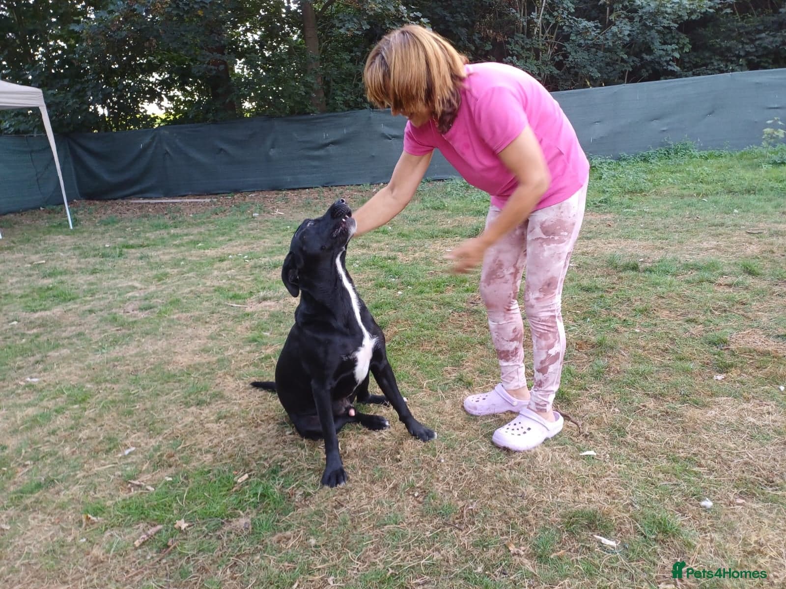 SHEAMUS,URGENT sensitive Soul Labrador Cross photo 5