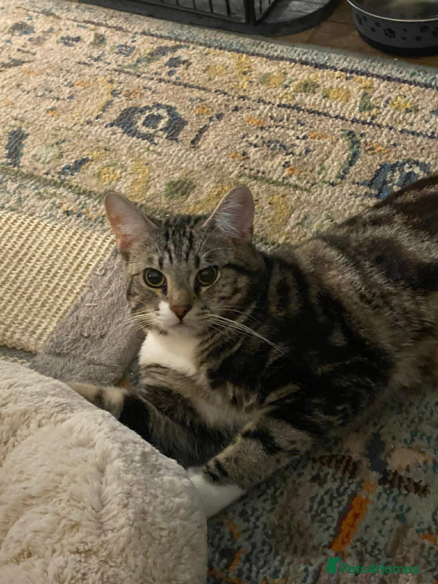 Adorable bonded pair photo 6