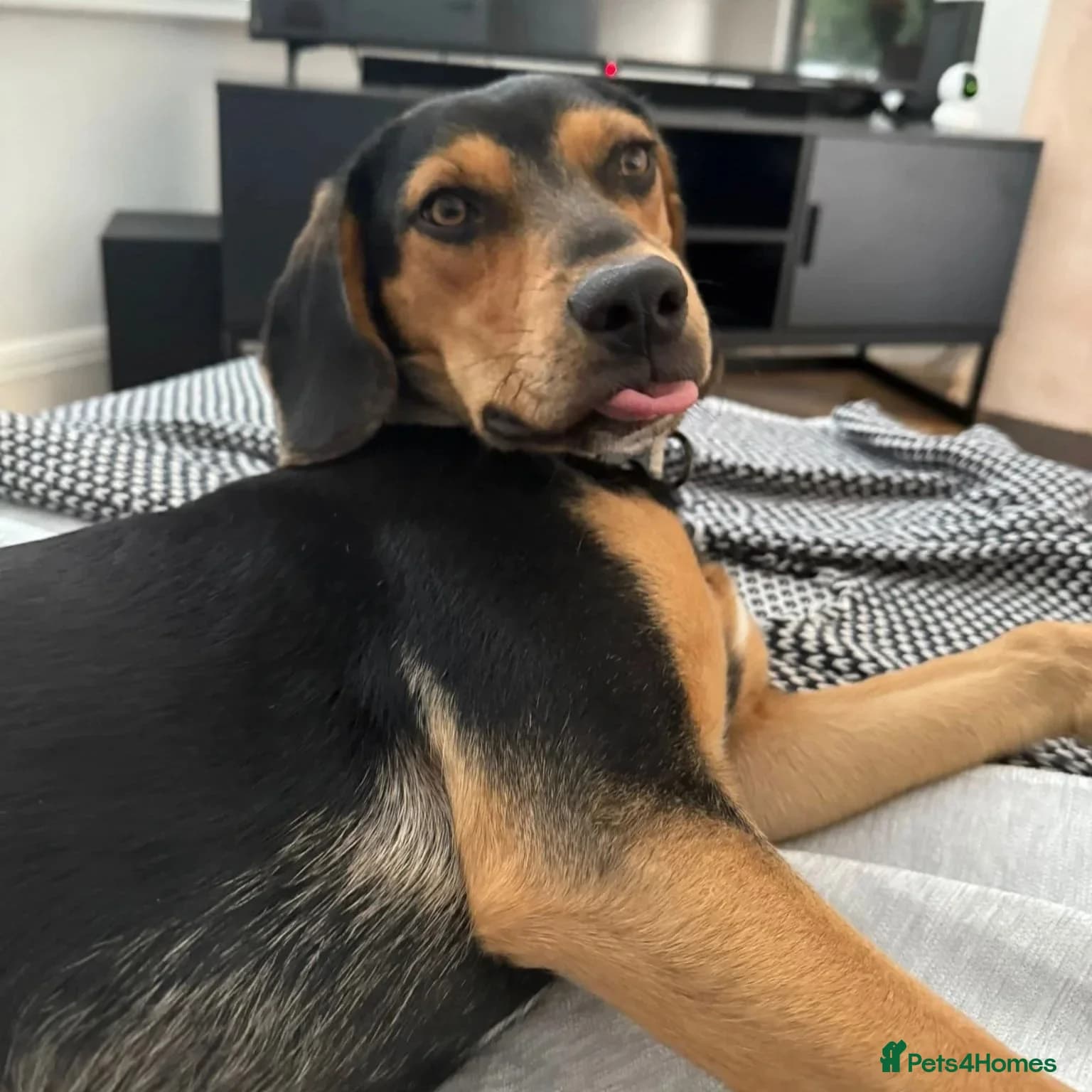 Ivan (Greek Harehound) photo 12