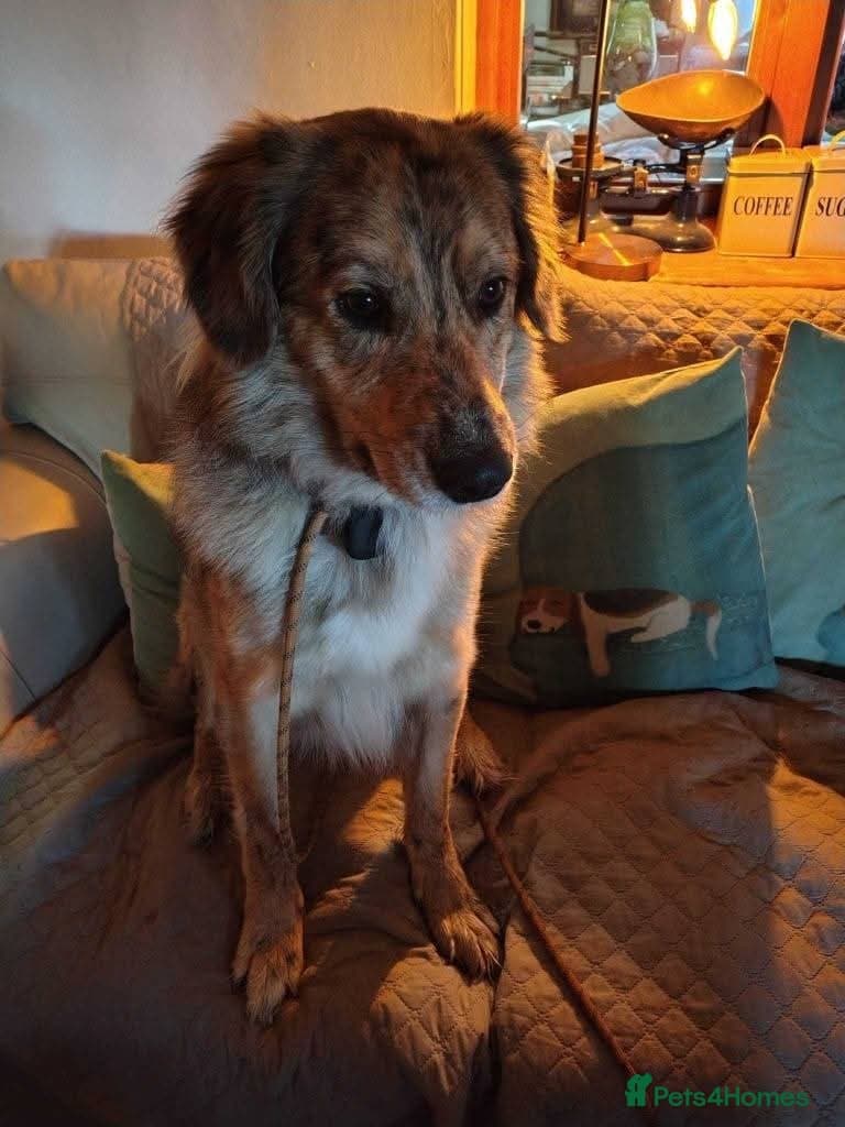 Meet Merlin,currently residing in Gloucestershire photo 4