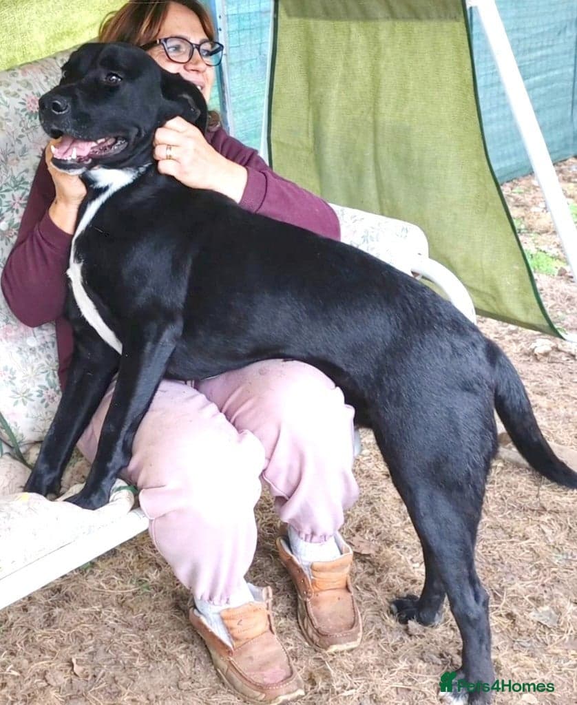SHEAMUS,URGENT sensitive Soul Labrador Cross photo 3