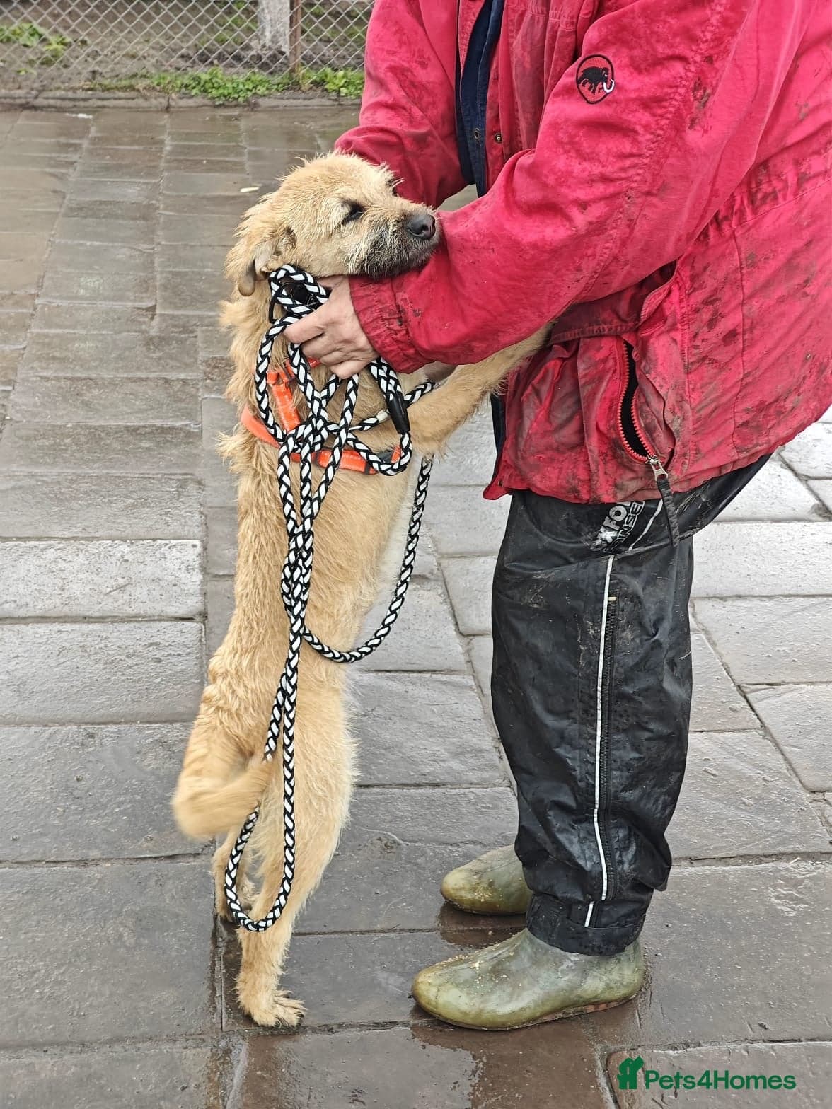 οΈπΆ bekki photo 8