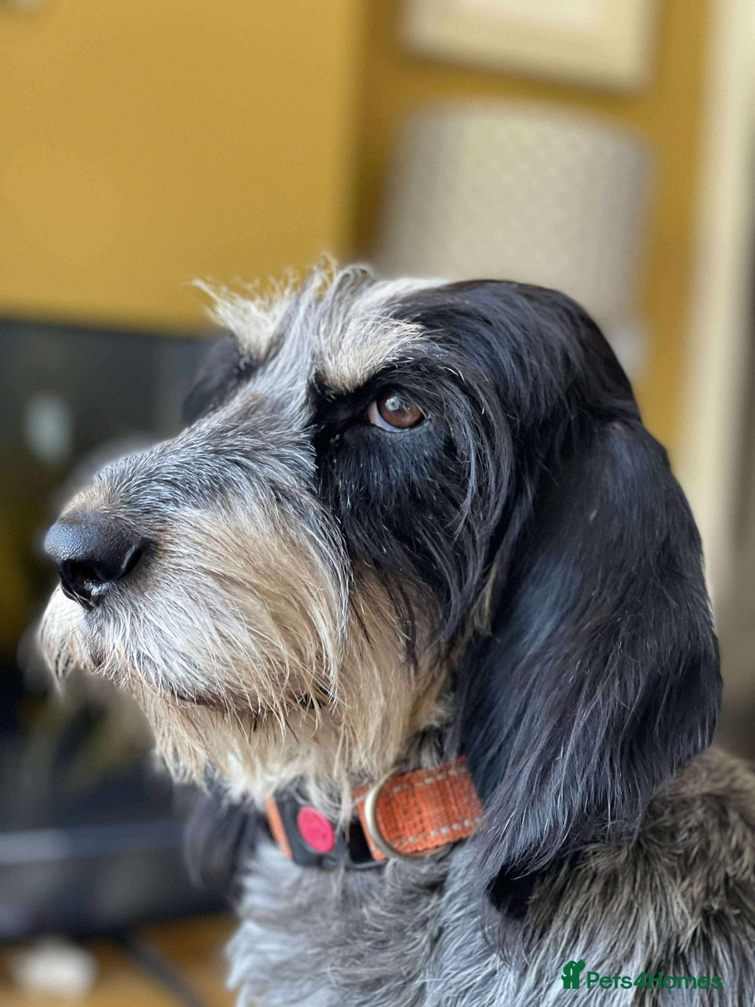 Lovely Ember - photo 2