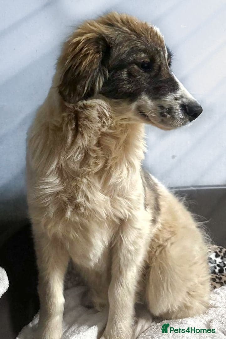 Meet Hannah and Honey !!! photo 6