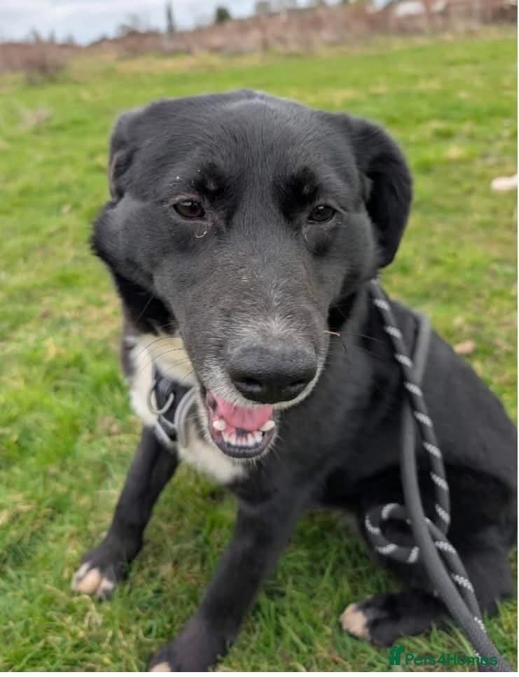 Meet Peaches, currently residing in Essex photo 3