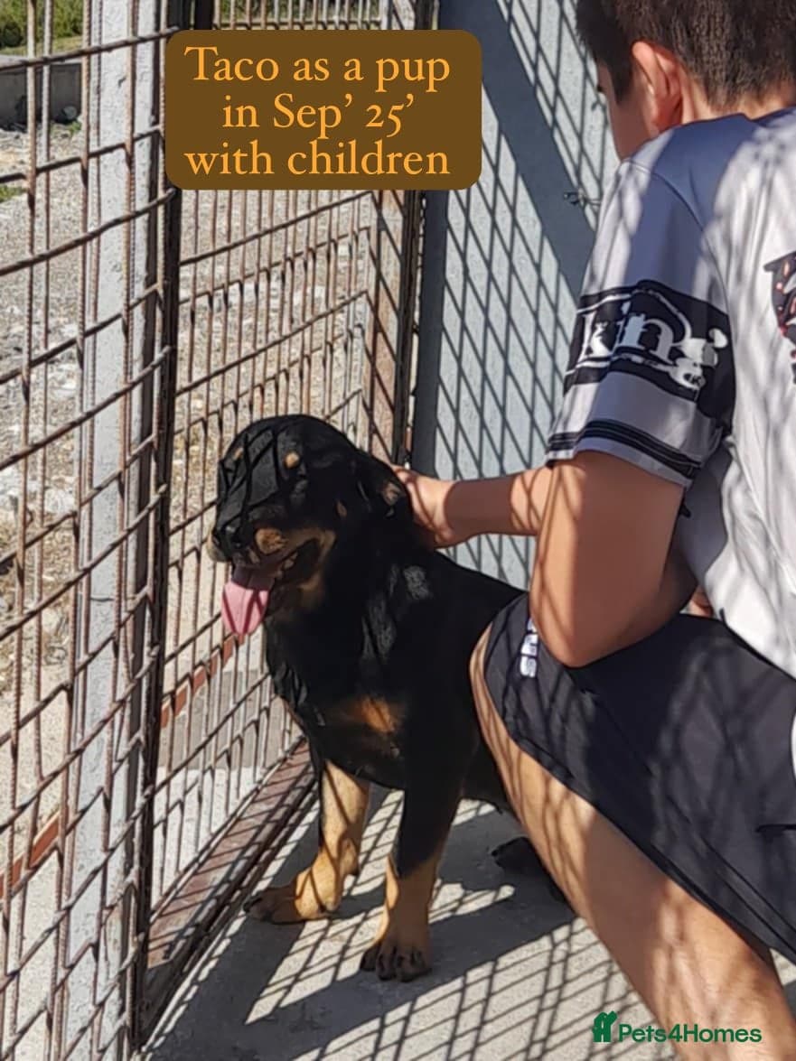 Taco, 10-12 months old. photo 9