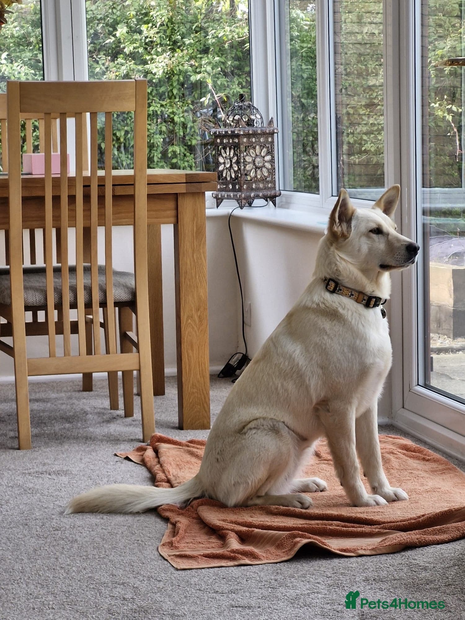 οΈπΆ milady photo 4