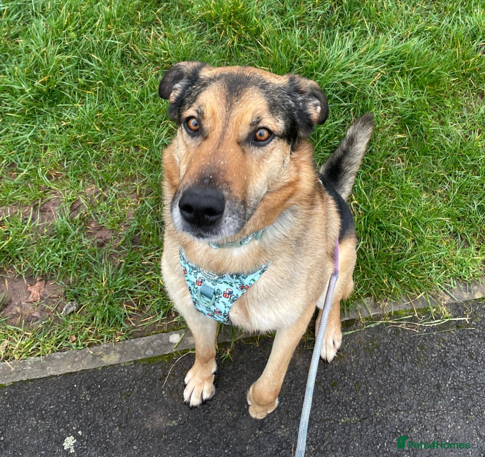 Bruno — German Shepherd