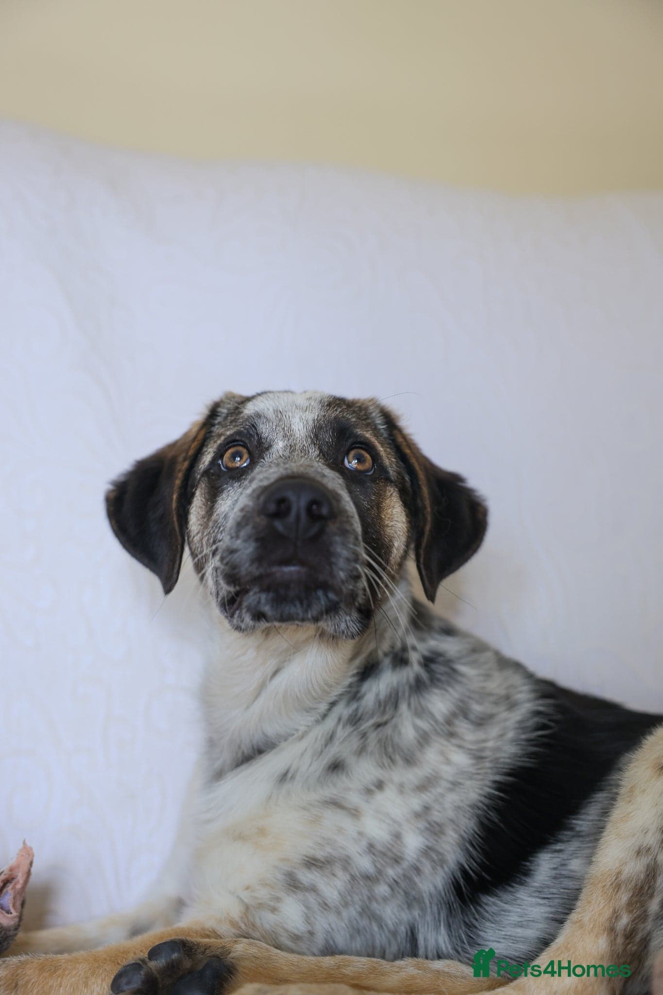 Easygoing Electra - Colourful Lab type photo 25