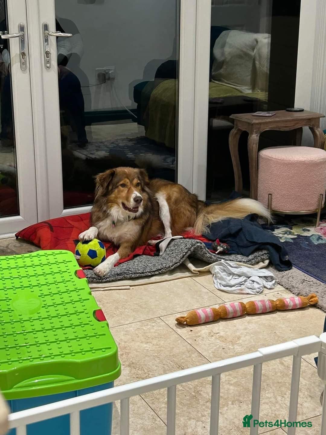 Meet Pongo, currently residing in Cheshire photo 3