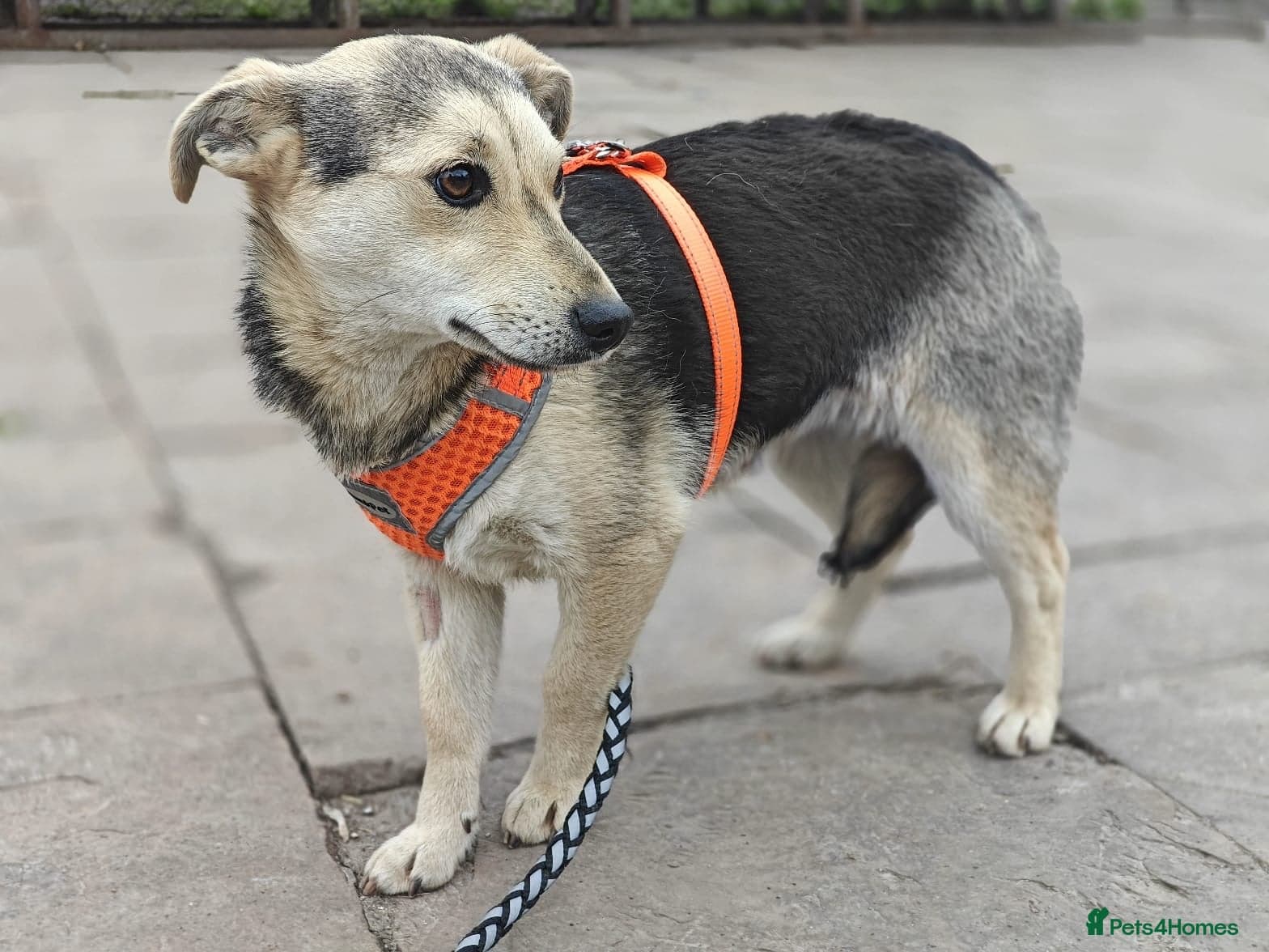 οΈπΆ maree photo 12