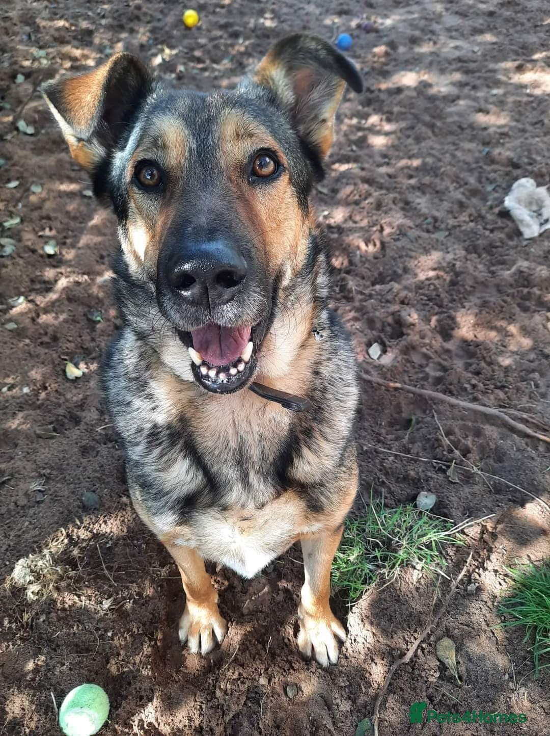 Meet Kobi, currently residing in Cheshire photo 18