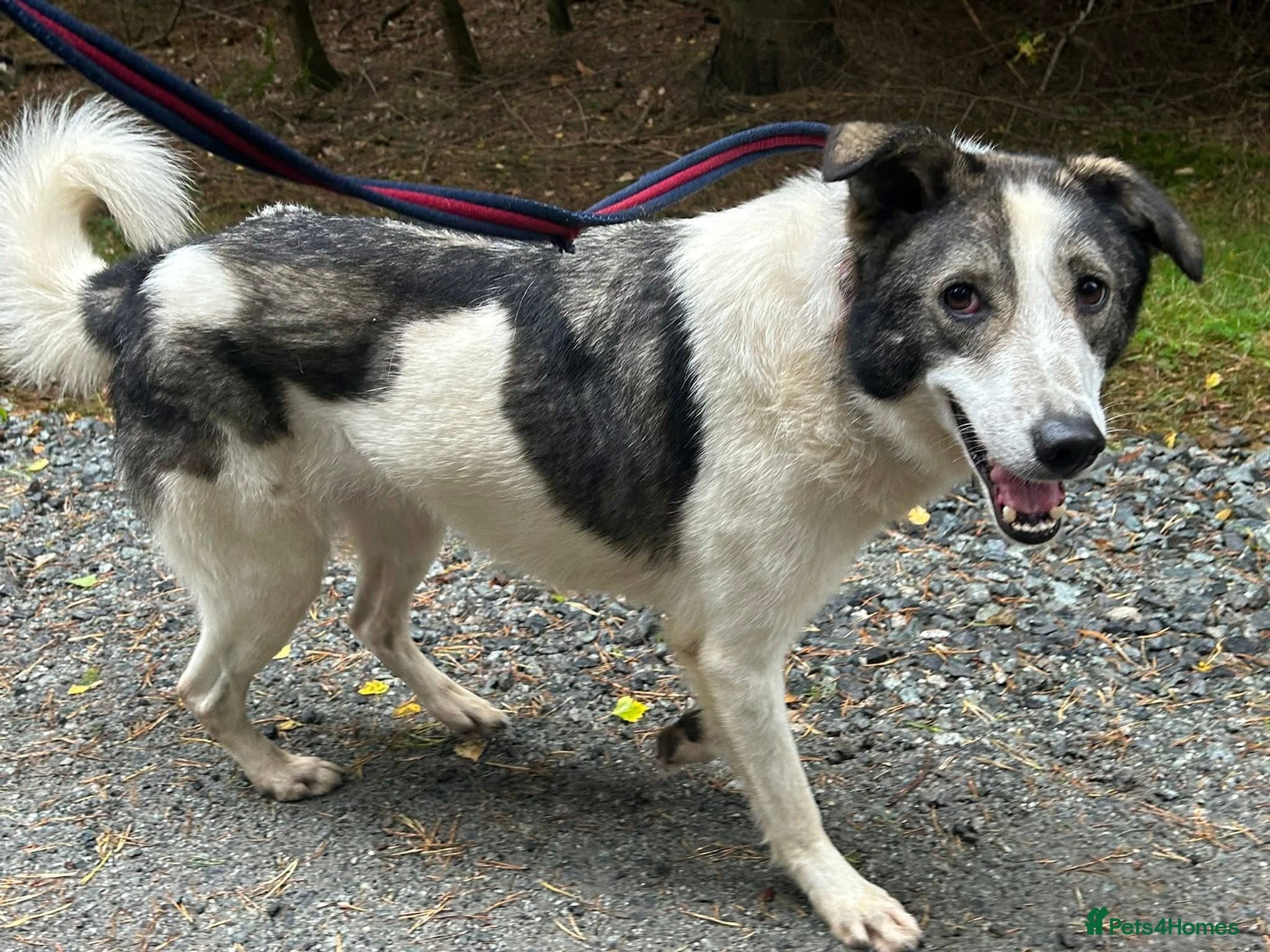 Matteo - Norwich Norfolk photo 19