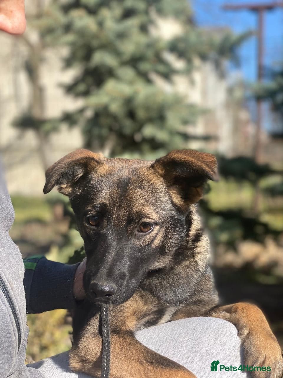 οΈπΆ kuba photo 9