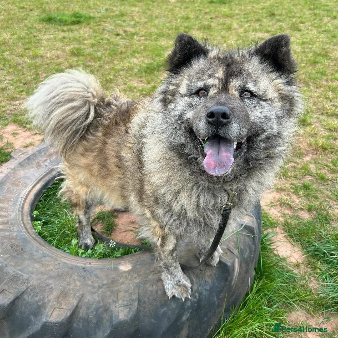 Luna Chow π photo 13