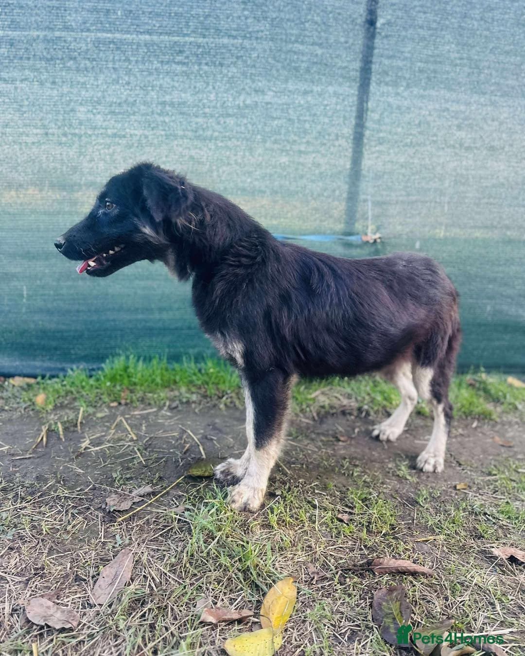 Optimistic Orsin photo 4