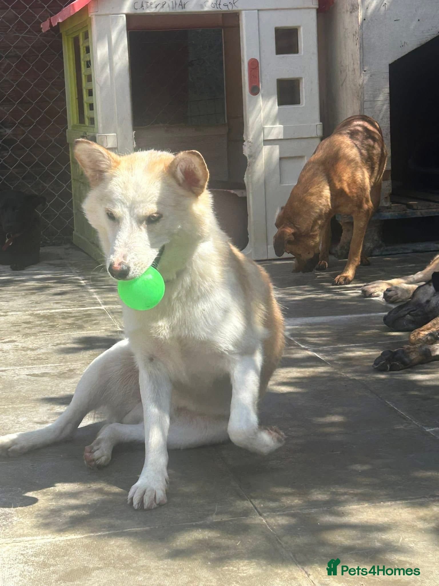 Song - Norwich Norfolk photo 12