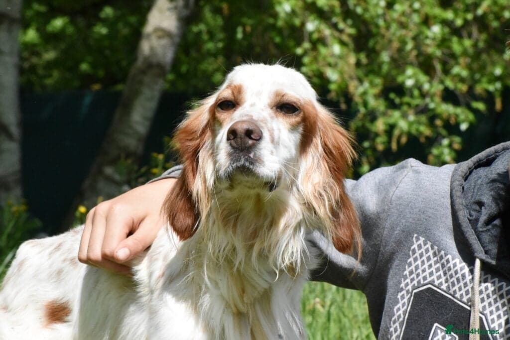 Roky — English Setter