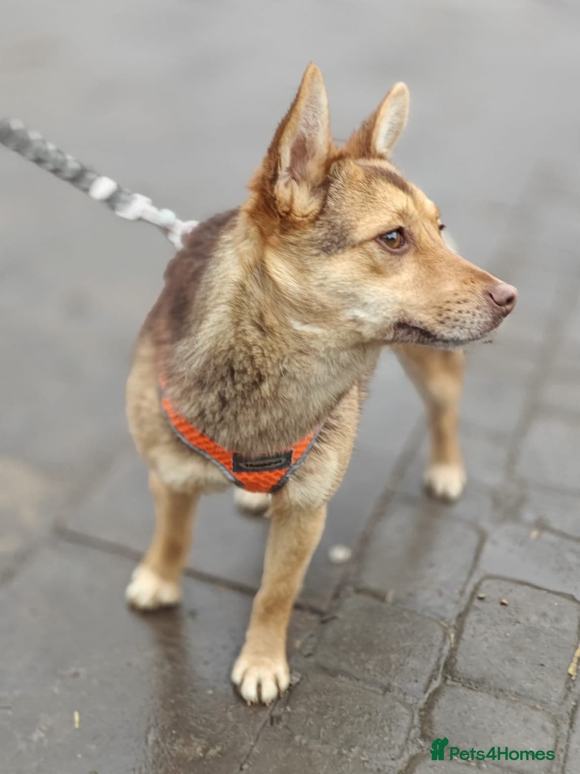 ๏ธ๐ถ rudya photo 4