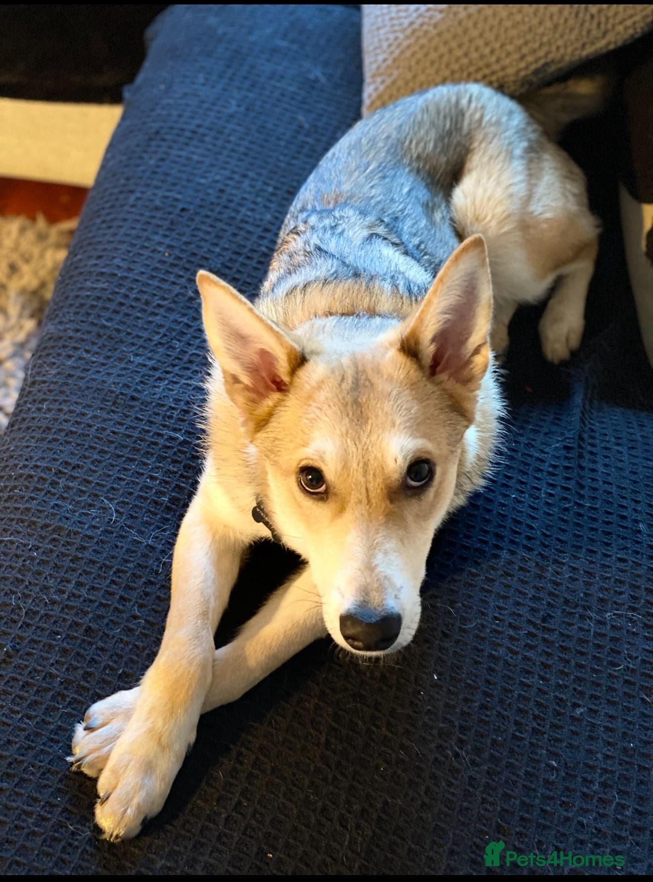 Handsome Rom photo 4