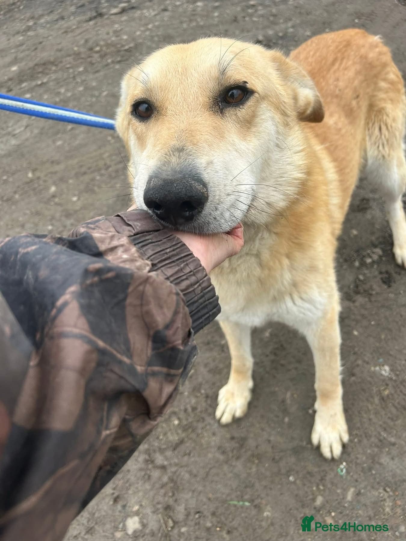 Tanner - Norwich Norfolk photo 5