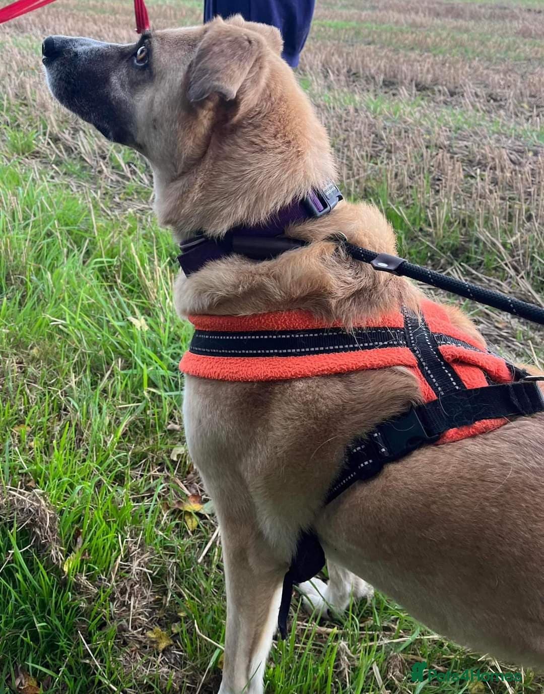 Meet Ruma, currently residing in Cheshire photo 13