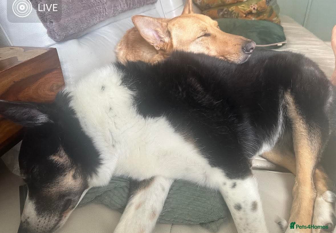 Ella stunning lady photo 3