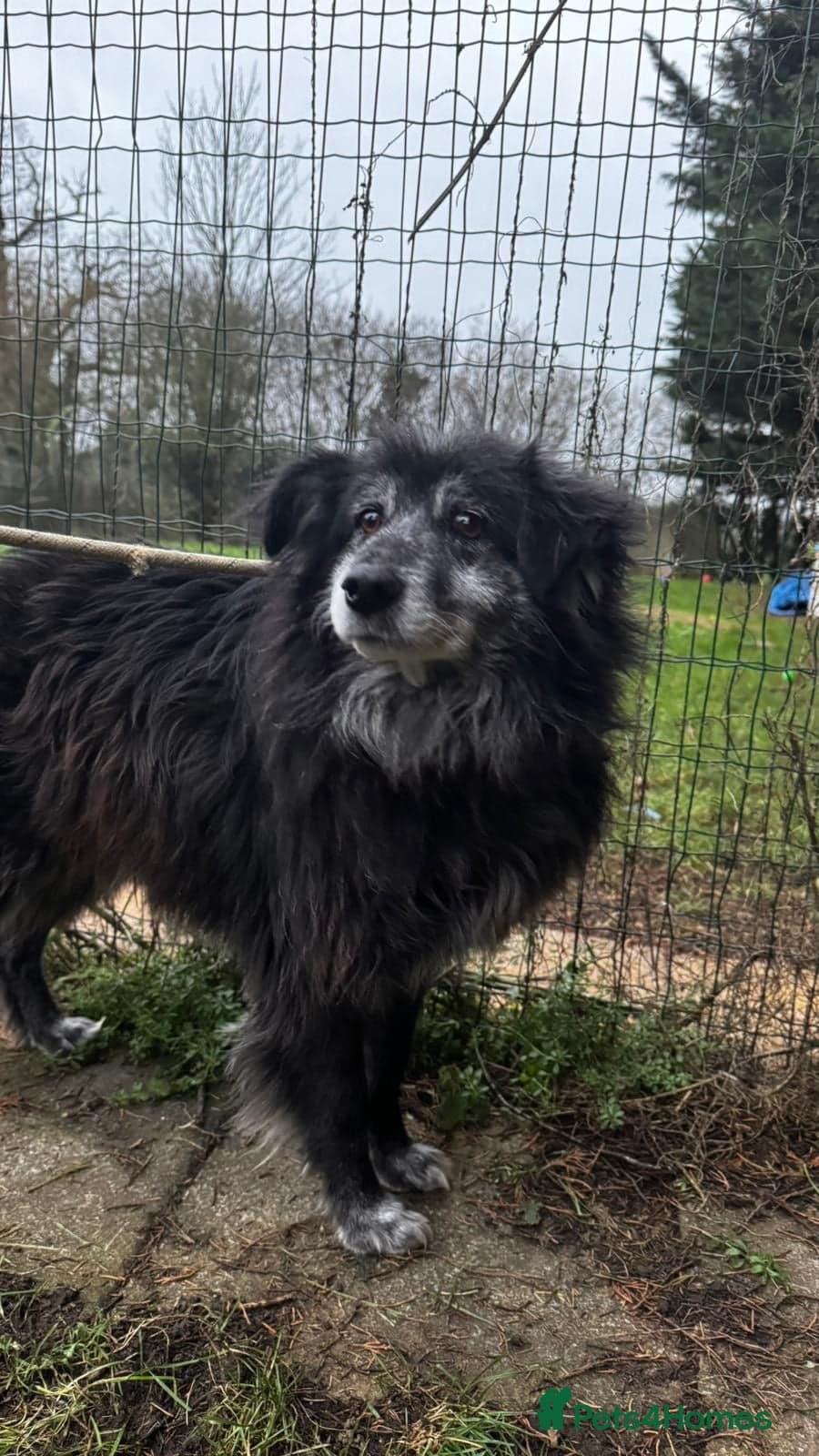 Meet amazing MOOSE!! photo 3