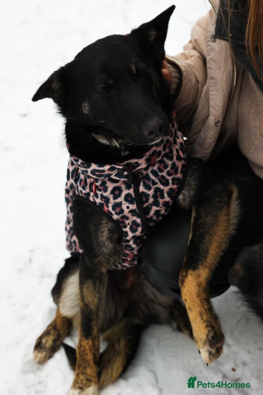 ️MILLA❤️11 month, calm, thoughtful girl photo 9