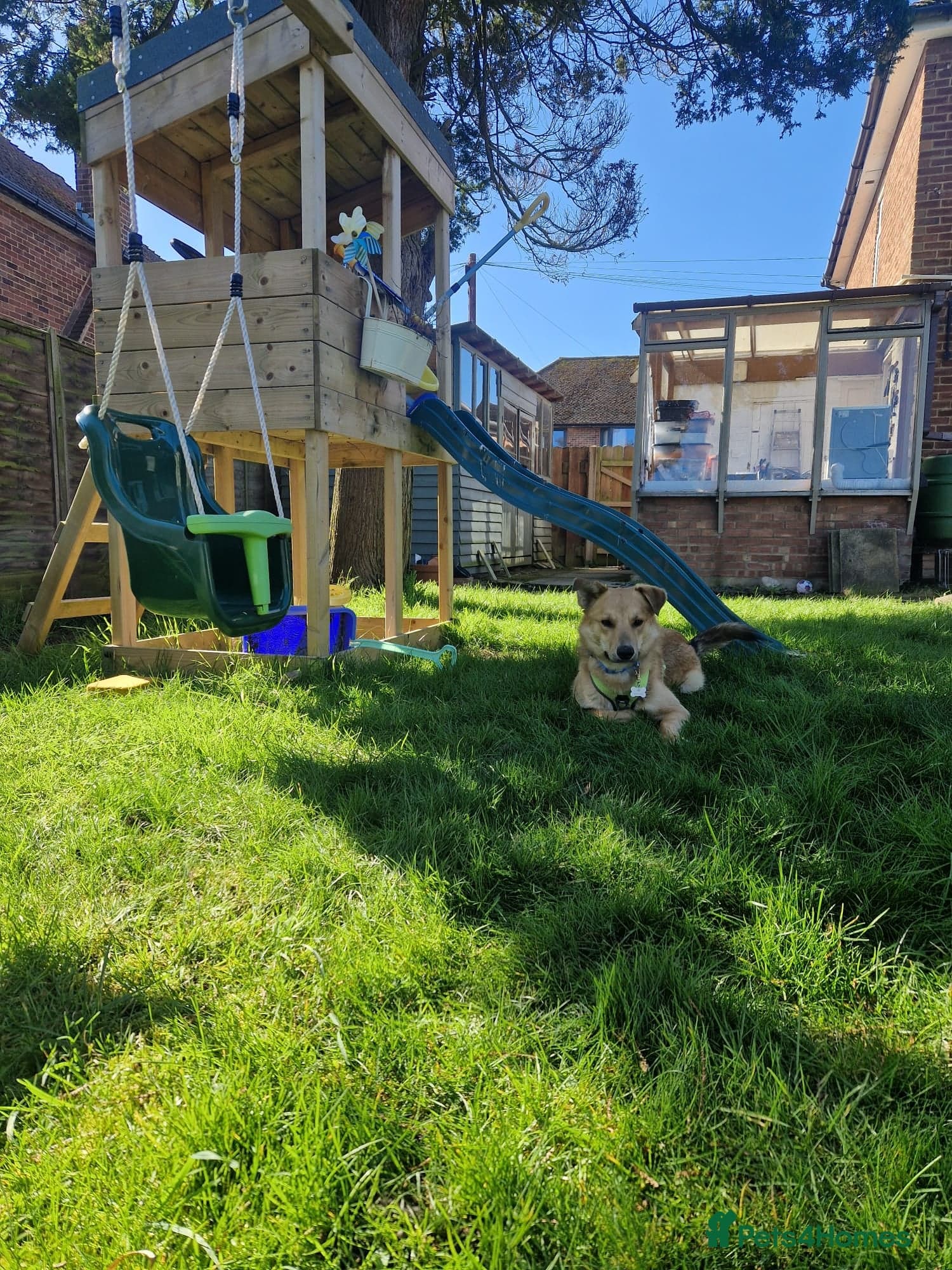 Cactus (yanik) photo 16