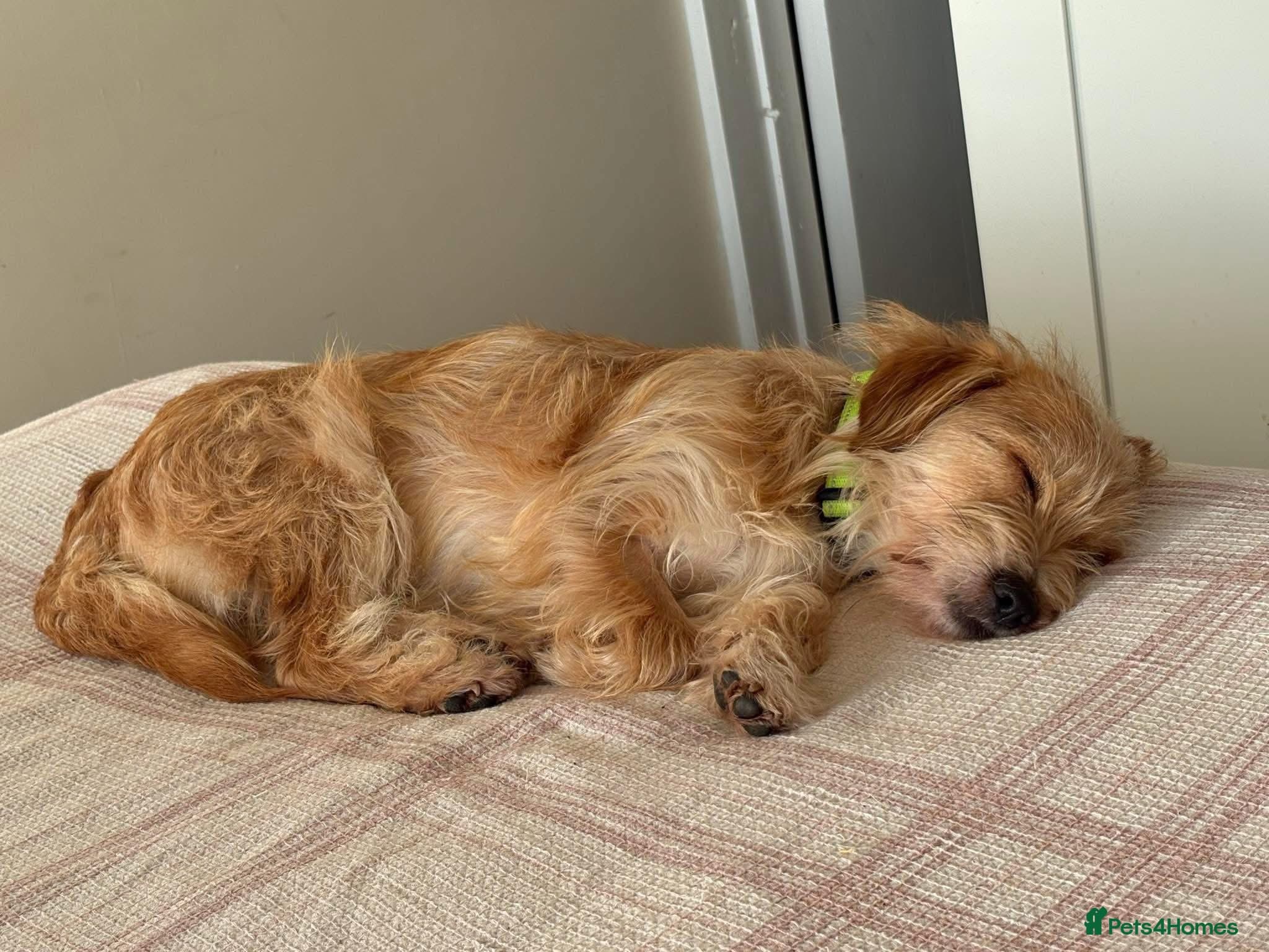 Yara - Norwich Norfolk photo 13