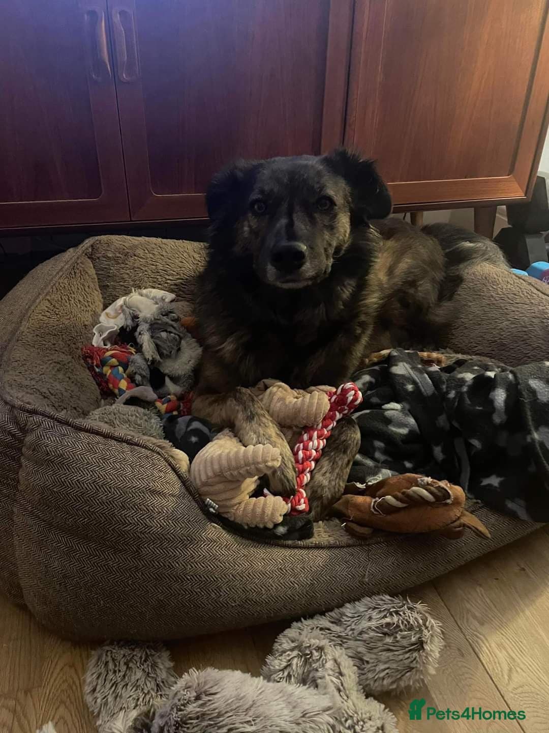 Meet Lenny, currently residing in Southsea photo 16